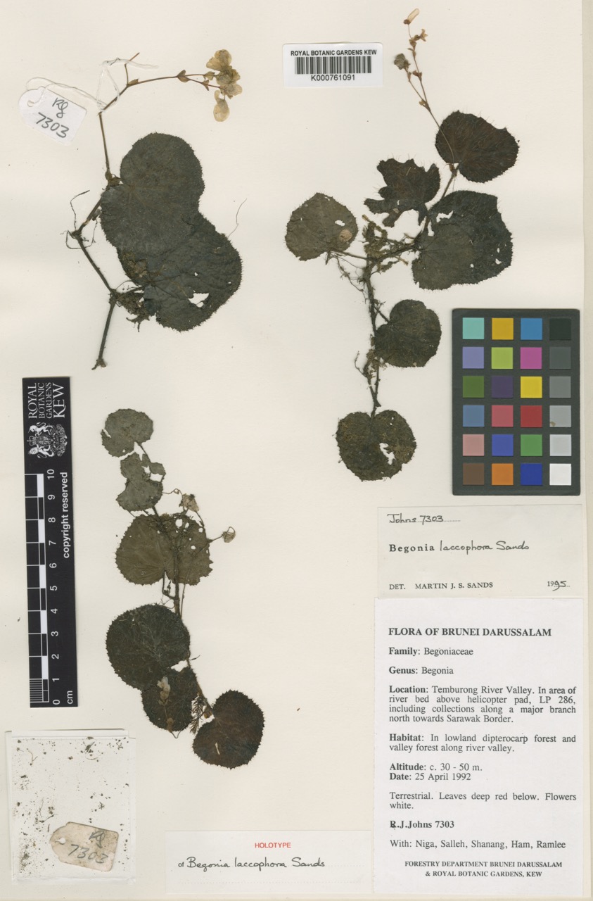 B. laccophora